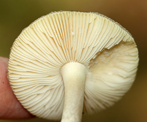 Mushroom - Amanita sp., sect Mappae Habitat: Growing on the ground; mostly deciduous forest
https://www.jungledragon.com/image/145405/mushroom_-_amanita_sp._sect_mappae.html
https://www.jungledragon.com/image/145407/mushroom_-_amanita_sp._sect_mappae.html
https://www.jungledragon.com/image/145406/mushroom_-_amanita_sp._sect_mappae.html Fall,Geotagged,United States