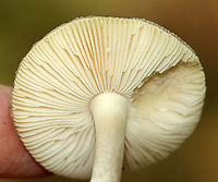 Mushroom - Amanita sp., sect Mappae Habitat: Growing on the ground; mostly deciduous forest<br />
https://www.jungledragon.com/image/145405/mushroom_-_amanita_sp._sect_mappae.html<br />
https://www.jungledragon.com/image/145407/mushroom_-_amanita_sp._sect_mappae.html<br />
https://www.jungledragon.com/image/145406/mushroom_-_amanita_sp._sect_mappae.html Fall,Geotagged,United States