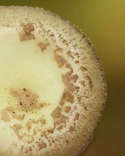 Mushroom - Amanita sp., sect Mappae Habitat: Growing on the ground; mostly deciduous forest
https://www.jungledragon.com/image/145405/mushroom_-_amanita_sp._sect_mappae.html
https://www.jungledragon.com/image/145407/mushroom_-_amanita_sp._sect_mappae.html
https://www.jungledragon.com/image/145406/mushroom_-_amanita_sp._sect_mappae.html Amanita sect. Mappae,Fall,Geotagged,United States,amanita,fungus,mappae,mushroom,section mappae