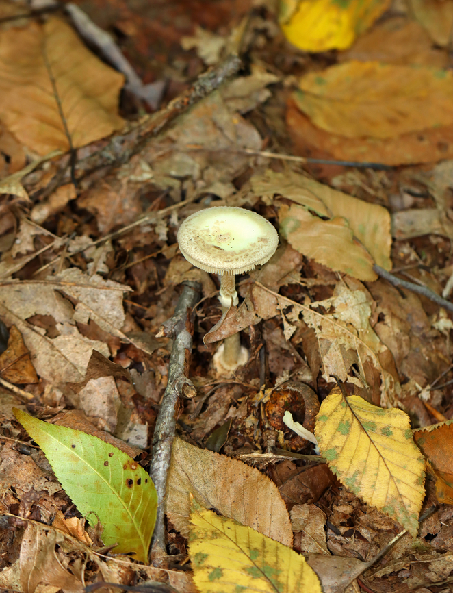 Mushroom - Amanita sp., sect Mappae Habitat: Growing on the ground; mostly deciduous forest<br />
<figure class="photo"><a href="https://www.jungledragon.com/image/145405/mushroom_-_amanita_sp._sect_mappae.html" title="Mushroom - Amanita sp., sect Mappae"><img src="https://s3.amazonaws.com/media.jungledragon.com/images/3232/145405_thumb.jpg?AWSAccessKeyId=05GMT0V3GWVNE7GGM1R2&Expires=1765411210&Signature=ud6zgTb2NzagOB%2Bu0BpUBU0lS%2Fg%3D" width="200" height="168" alt="Mushroom - Amanita sp., sect Mappae Habitat: Growing on the ground; mostly deciduous forest<br />
https://www.jungledragon.com/image/145405/mushroom_-_amanita_sp._sect_mappae.html<br />
https://www.jungledragon.com/image/145407/mushroom_-_amanita_sp._sect_mappae.html<br />
https://www.jungledragon.com/image/145406/mushroom_-_amanita_sp._sect_mappae.html Fall,Geotagged,United States" /></a></figure><br />
<figure class="photo"><a href="https://www.jungledragon.com/image/145407/mushroom_-_amanita_sp._sect_mappae.html" title="Mushroom - Amanita sp., sect Mappae"><img src="https://s3.amazonaws.com/media.jungledragon.com/images/3232/145407_thumb.jpg?AWSAccessKeyId=05GMT0V3GWVNE7GGM1R2&Expires=1765411210&Signature=th9XLKOtr3kUlHjbVdnpd69SL6M%3D" width="118" height="152" alt="Mushroom - Amanita sp., sect Mappae Habitat: Growing on the ground; mostly deciduous forest<br />
https://www.jungledragon.com/image/145405/mushroom_-_amanita_sp._sect_mappae.html<br />
https://www.jungledragon.com/image/145407/mushroom_-_amanita_sp._sect_mappae.html<br />
https://www.jungledragon.com/image/145406/mushroom_-_amanita_sp._sect_mappae.html Fall,Geotagged,United States" /></a></figure><br />
<figure class="photo"><a href="https://www.jungledragon.com/image/145406/mushroom_-_amanita_sp._sect_mappae.html" title="Mushroom - Amanita sp., sect Mappae"><img src="https://s3.amazonaws.com/media.jungledragon.com/images/3232/145406_thumb.jpg?AWSAccessKeyId=05GMT0V3GWVNE7GGM1R2&Expires=1765411210&Signature=xgPM7OKEn%2FSZXx14D8PZ%2F1ruoO4%3D" width="122" height="152" alt="Mushroom - Amanita sp., sect Mappae Habitat: Growing on the ground; mostly deciduous forest<br />
https://www.jungledragon.com/image/145405/mushroom_-_amanita_sp._sect_mappae.html<br />
https://www.jungledragon.com/image/145407/mushroom_-_amanita_sp._sect_mappae.html<br />
https://www.jungledragon.com/image/145406/mushroom_-_amanita_sp._sect_mappae.html Amanita sect. Mappae,Fall,Geotagged,United States,amanita,fungus,mappae,mushroom,section mappae" /></a></figure> Fall,Geotagged,United States