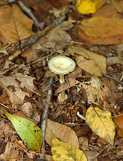 Mushroom - Amanita sp., sect Mappae Habitat: Growing on the ground; mostly deciduous forest
https://www.jungledragon.com/image/145405/mushroom_-_amanita_sp._sect_mappae.html
https://www.jungledragon.com/image/145407/mushroom_-_amanita_sp._sect_mappae.html
https://www.jungledragon.com/image/145406/mushroom_-_amanita_sp._sect_mappae.html Fall,Geotagged,United States
