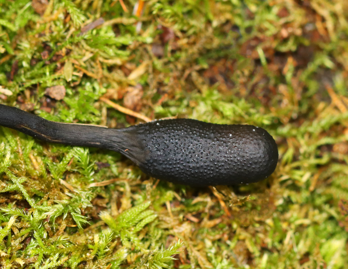 Snaketongue Truffleclub  - Tolypocladium ophioglossoides Tough, club-shaped, black fruiting body with a bit of whitish conidia. They are parasitic on underground puffballs. Base was orange-yellow with roots attaching it to a puffball in the Elaphomyces genus.<br />
<br />
Habitat: Mixed forest<br />
<figure class="photo"><a href="https://www.jungledragon.com/image/145409/snaketongue_truffleclub_-_tolypocladium_ophioglossoides.html" title="Snaketongue Truffleclub - Tolypocladium ophioglossoides"><img src="https://s3.amazonaws.com/media.jungledragon.com/images/3232/145409_thumb.jpg?AWSAccessKeyId=05GMT0V3GWVNE7GGM1R2&Expires=1759968010&Signature=vaRFZHFKNwtiKseyGns60nu3UWg%3D" width="130" height="152" alt="Snaketongue Truffleclub - Tolypocladium ophioglossoides Tough, club-shaped, black fruiting body with a bit of whitish conidia. They are parasitic on underground puffballs. Base was orange-yellow with roots attaching it to a puffball in the Elaphomyces genus.<br />
<br />
Habitat: Mixed forest<br />
https://www.jungledragon.com/image/145408/goldenthread_cordyceps_-_tolypocladium_ophioglossoides.html Elaphomyces,Fall,Geotagged,Tolypocladium,Tolypocladium ophioglossoides,United States,cordyceps,fungus,puffball parasite" /></a></figure> Fall,Geotagged,Snaketongue Truffleclub,Tolypocladium ophioglossoides,United States