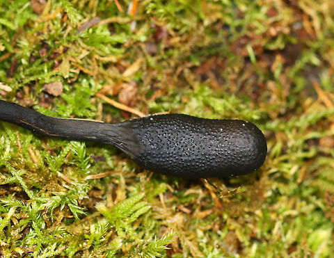 Snaketongue Truffleclub  - Tolypocladium ophioglossoides Tough, club-shaped, black fruiting body with a bit of whitish conidia. They are parasitic on underground puffballs. Base was orange-yellow with roots attaching it to a puffball in the Elaphomyces genus.

Habitat: Mixed forest
https://www.jungledragon.com/image/145409/goldenthread_cordyceps_-_tolypocladium_ophioglossoides.html Fall,Geotagged,Snaketongue Truffleclub,Tolypocladium ophioglossoides,United States