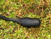 Snaketongue Truffleclub  - Tolypocladium ophioglossoides Tough, club-shaped, black fruiting body with a bit of whitish conidia. They are parasitic on underground puffballs. Base was orange-yellow with roots attaching it to a puffball in the Elaphomyces genus.<br />
<br />
Habitat: Mixed forest<br />
https://www.jungledragon.com/image/145409/goldenthread_cordyceps_-_tolypocladium_ophioglossoides.html Fall,Geotagged,Snaketongue Truffleclub,Tolypocladium ophioglossoides,United States