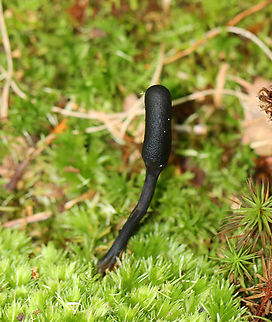 Snaketongue Truffleclub - Tolypocladium ophioglossoides Tough, club-shaped, black fruiting body with a bit of whitish conidia. They are parasitic on underground puffballs. Base was orange-yellow with roots attaching it to a puffball in the Elaphomyces genus.

Habitat: Mixed forest
https://www.jungledragon.com/image/145408/goldenthread_cordyceps_-_tolypocladium_ophioglossoides.html Elaphomyces,Fall,Geotagged,Tolypocladium,Tolypocladium ophioglossoides,United States,cordyceps,fungus,puffball parasite