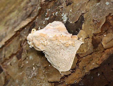 Lumpy Bracket - Trametes gibbosa Habitat: Growing on decorticated sycamore
https://www.jungledragon.com/image/145443/lumpy_bracket_-_trametes_gibbosa.html
https://www.jungledragon.com/image/145445/lumpy_bracket_-_trametes_gibbosa.html
https://www.jungledragon.com/image/145444/lumpy_bracket_-_trametes_gibbosa.html Fall,Geotagged,Lumpy bracket,Trametes gibbosa,United States