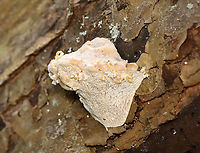 Lumpy Bracket - Trametes gibbosa Habitat: Growing on decorticated sycamore<br />
https://www.jungledragon.com/image/145443/lumpy_bracket_-_trametes_gibbosa.html<br />
https://www.jungledragon.com/image/145445/lumpy_bracket_-_trametes_gibbosa.html<br />
https://www.jungledragon.com/image/145444/lumpy_bracket_-_trametes_gibbosa.html Fall,Geotagged,Lumpy bracket,Trametes gibbosa,United States