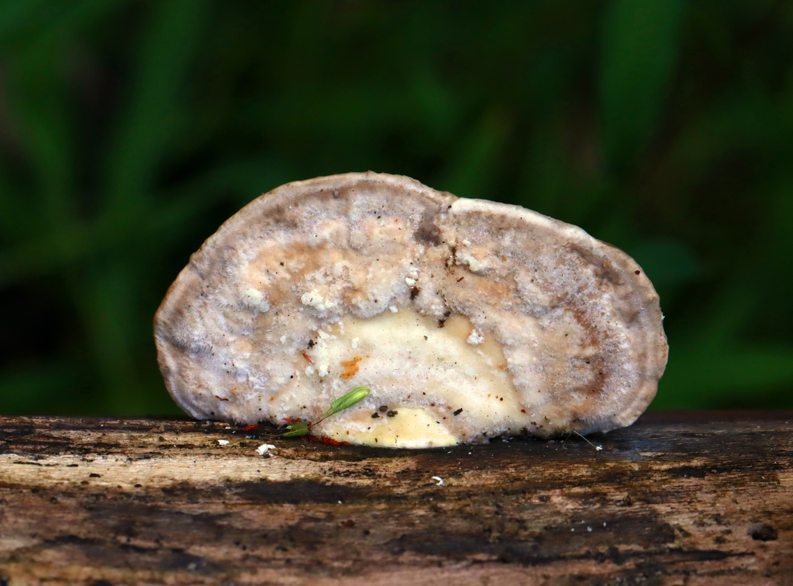 Lumpy Bracket - Trametes gibbosa Habitat: Growing on decorticated sycamore<br />
<figure class="photo"><a href="https://www.jungledragon.com/image/145443/lumpy_bracket_-_trametes_gibbosa.html" title="Lumpy Bracket - Trametes gibbosa"><img src="https://s3.amazonaws.com/media.jungledragon.com/images/3232/145443_thumb.jpg?AWSAccessKeyId=05GMT0V3GWVNE7GGM1R2&Expires=1759968010&Signature=8Zny7BjfZ%2FoUCJZWRdHJ5V5hhgU%3D" width="200" height="154" alt="Lumpy Bracket - Trametes gibbosa Habitat: Growing on decorticated sycamore<br />
https://www.jungledragon.com/image/145443/lumpy_bracket_-_trametes_gibbosa.html<br />
https://www.jungledragon.com/image/145445/lumpy_bracket_-_trametes_gibbosa.html<br />
https://www.jungledragon.com/image/145444/lumpy_bracket_-_trametes_gibbosa.html Fall,Geotagged,Lumpy bracket,Trametes gibbosa,United States" /></a></figure><br />
<figure class="photo"><a href="https://www.jungledragon.com/image/145445/lumpy_bracket_-_trametes_gibbosa.html" title="Lumpy Bracket - Trametes gibbosa"><img src="https://s3.amazonaws.com/media.jungledragon.com/images/3232/145445_thumb.jpg?AWSAccessKeyId=05GMT0V3GWVNE7GGM1R2&Expires=1759968010&Signature=GeBLApqPjOr2Whf04MbOy5F2WyQ%3D" width="200" height="160" alt="Lumpy Bracket - Trametes gibbosa Habitat: Growing on decorticated sycamore<br />
https://www.jungledragon.com/image/145443/lumpy_bracket_-_trametes_gibbosa.html<br />
https://www.jungledragon.com/image/145445/lumpy_bracket_-_trametes_gibbosa.html<br />
https://www.jungledragon.com/image/145444/lumpy_bracket_-_trametes_gibbosa.html Fall,Geotagged,Lumpy bracket,Trametes gibbosa,United States,fungus,mushroom,polypore,trametes" /></a></figure><br />
<figure class="photo"><a href="https://www.jungledragon.com/image/145444/lumpy_bracket_-_trametes_gibbosa.html" title="Lumpy Bracket - Trametes gibbosa"><img src="https://s3.amazonaws.com/media.jungledragon.com/images/3232/145444_thumb.jpg?AWSAccessKeyId=05GMT0V3GWVNE7GGM1R2&Expires=1759968010&Signature=8SKjKkgBDINqZnfhCBohLo6yZm8%3D" width="200" height="148" alt="Lumpy Bracket - Trametes gibbosa Habitat: Growing on decorticated sycamore<br />
https://www.jungledragon.com/image/145443/lumpy_bracket_-_trametes_gibbosa.html<br />
https://www.jungledragon.com/image/145445/lumpy_bracket_-_trametes_gibbosa.html<br />
https://www.jungledragon.com/image/145444/lumpy_bracket_-_trametes_gibbosa.html Fall,Geotagged,Lumpy bracket,Trametes gibbosa,United States" /></a></figure> Fall,Geotagged,Lumpy bracket,Trametes gibbosa,United States