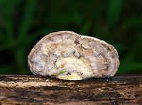 Lumpy Bracket - Trametes gibbosa Habitat: Growing on decorticated sycamore<br />
https://www.jungledragon.com/image/145443/lumpy_bracket_-_trametes_gibbosa.html<br />
https://www.jungledragon.com/image/145445/lumpy_bracket_-_trametes_gibbosa.html<br />
https://www.jungledragon.com/image/145444/lumpy_bracket_-_trametes_gibbosa.html Fall,Geotagged,Lumpy bracket,Trametes gibbosa,United States