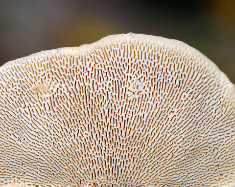 Lumpy Bracket - Trametes gibbosa Habitat: Growing on decorticated sycamore
https://www.jungledragon.com/image/145443/lumpy_bracket_-_trametes_gibbosa.html
https://www.jungledragon.com/image/145445/lumpy_bracket_-_trametes_gibbosa.html
https://www.jungledragon.com/image/145444/lumpy_bracket_-_trametes_gibbosa.html Fall,Geotagged,Lumpy bracket,Trametes gibbosa,United States,fungus,mushroom,polypore,trametes