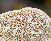 Lumpy Bracket - Trametes gibbosa Habitat: Growing on decorticated sycamore<br />
https://www.jungledragon.com/image/145443/lumpy_bracket_-_trametes_gibbosa.html<br />
https://www.jungledragon.com/image/145445/lumpy_bracket_-_trametes_gibbosa.html<br />
https://www.jungledragon.com/image/145444/lumpy_bracket_-_trametes_gibbosa.html Fall,Geotagged,Lumpy bracket,Trametes gibbosa,United States,fungus,mushroom,polypore,trametes