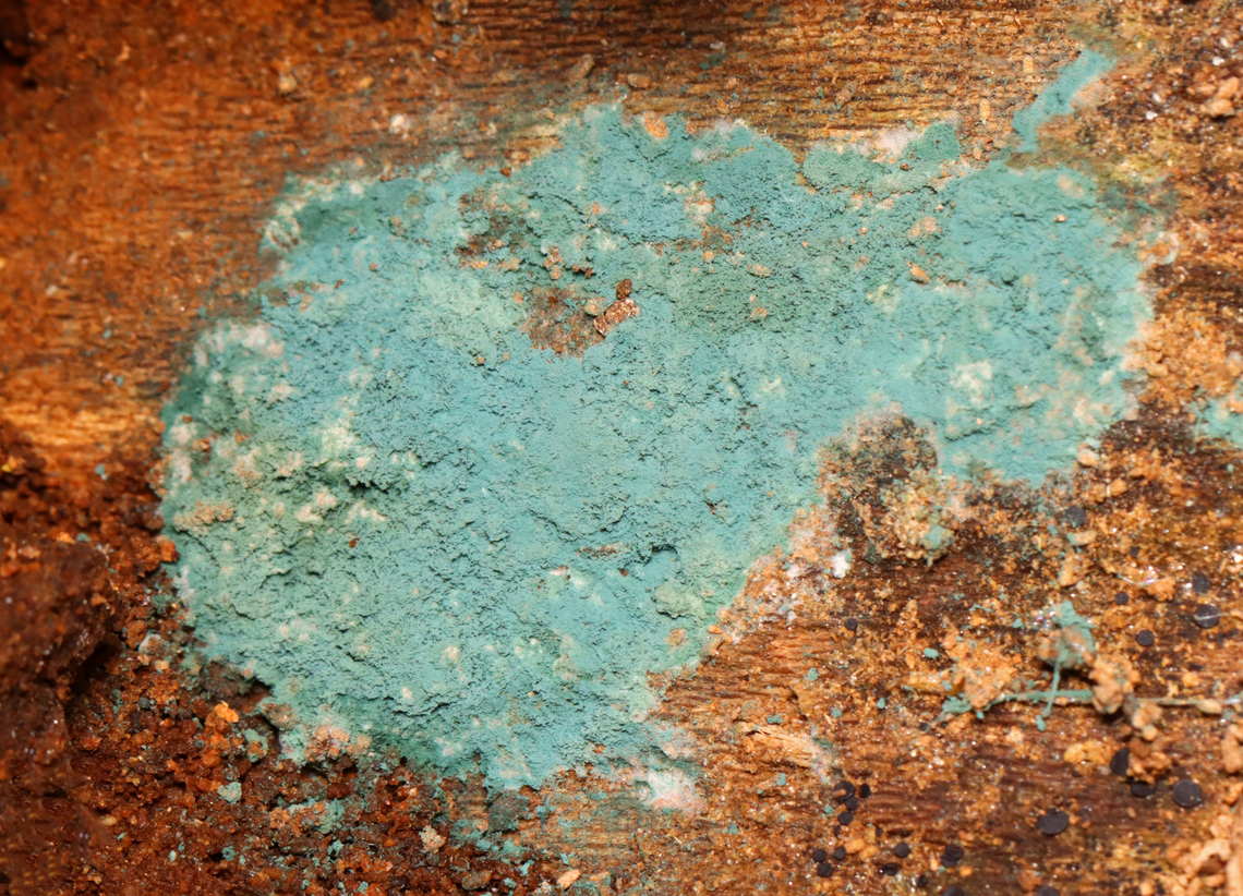 Fungus - Trichoderma viride This fungus is the anamorph of Hypocrea rufa (the teleomorph), which is the reproductive stage and produces a typical fruiting body.<br />
<br />
Habitat: Decorticated, rotting wood Fall,Geotagged,Trichoderma,Trichoderma viride,United States,fungus