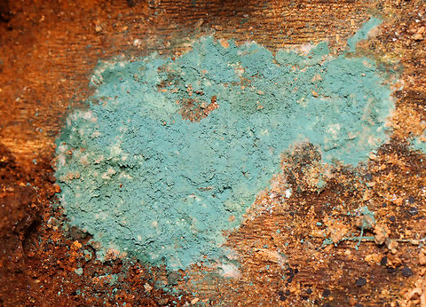 Fungus - Trichoderma viride This fungus is the anamorph of Hypocrea rufa (the teleomorph), which is the reproductive stage and produces a typical fruiting body.

Habitat: Decorticated, rotting wood Fall,Geotagged,Trichoderma,Trichoderma viride,United States,fungus