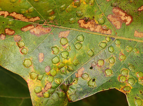 Galls on Oak - Cecidomyiidae or Phylloxeridae? Habitat: Galls on oak (Quercus sp.) Fall,Geotagged,United States,gall,galls,oak,oak galls,quercus