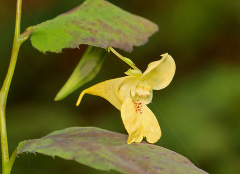 Touch-Me-Not - Impatiens pallida Habitat: Meadow Fall,Geotagged,Impatiens,Impatiens pallida,Jewelweed,Pale jewelweed,United States