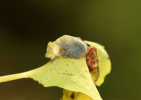 Jewelweed Vein Gall - Neolasioptera impatientifolia Habitat: Growing on Impatiens pallida; meadow Fall,Geotagged,Impatiens pallida,Neolasioptera impatientifolia,United States,gall,galls,impatiens