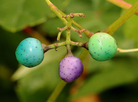 Porcelain Berry - Ampelopsis glandulosa var. brevipedunculata Highly invasive, but really beautiful. The berries are stunning colors due to an anthocyanidins-flavonols copigmentation phenomenon.

Habitat: Meadow/forest edge
https://www.jungledragon.com/image/145560/porcelain_berry_-_ampelopsis_glandulosa_var._brevipedunculata.html
https://www.jungledragon.com/image/145562/porcelain_berry_-_ampelopsis_glandulosa_var._brevipedunculata.html
https://www.jungledragon.com/image/145561/porcelain_berry_-_ampelopsis_glandulosa_var._brevipedunculata.html Ampelopsis glandulosa,Fall,Geotagged,Porcelain Berry,United States