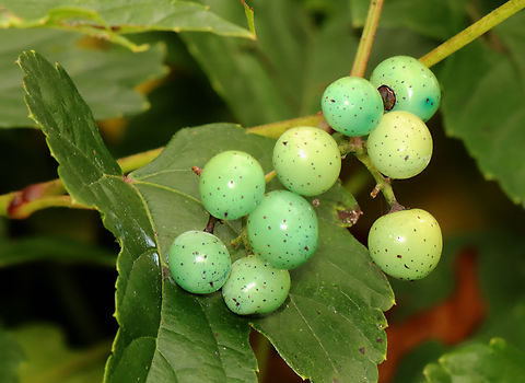 Porcelain Berry - Ampelopsis glandulosa var. brevipedunculata Highly invasive, but really beautiful. The berries are stunning colors due to an anthocyanidins-flavonols copigmentation phenomenon.

Habitat: Meadow/forest edge
https://www.jungledragon.com/image/145560/porcelain_berry_-_ampelopsis_glandulosa_var._brevipedunculata.html
https://www.jungledragon.com/image/145562/porcelain_berry_-_ampelopsis_glandulosa_var._brevipedunculata.html
https://www.jungledragon.com/image/145561/porcelain_berry_-_ampelopsis_glandulosa_var._brevipedunculata.html Ampelopsis,Ampelopsis glandulosa,Fall,Geotagged,Porcelain Berry,United States,berries,berry