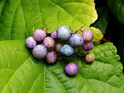 Porcelain Berry - Ampelopsis glandulosa var. brevipedunculata Highly invasive, but really beautiful. The berries are stunning colors due to an anthocyanidins-flavonols copigmentation phenomenon.

Habitat: Meadow/forest edge
https://www.jungledragon.com/image/145560/porcelain_berry_-_ampelopsis_glandulosa_var._brevipedunculata.html
https://www.jungledragon.com/image/145562/porcelain_berry_-_ampelopsis_glandulosa_var._brevipedunculata.html
https://www.jungledragon.com/image/145561/porcelain_berry_-_ampelopsis_glandulosa_var._brevipedunculata.html Ampelopsis glandulosa,Fall,Geotagged,Porcelain Berry,United States