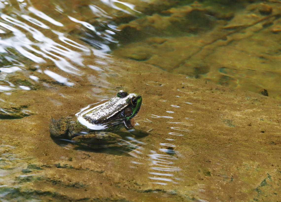 Green Frog - Lithobates clamitans Habitat: River's edge Fall,Geotagged,Green frog,Lithobates,Lithobates clamitans,United States,frog
