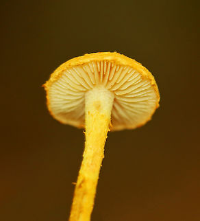 Pholiota subsulphurea