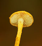 Mushrooms - Pholiota subsulphurea *ID is tentative<br />
<br />
Habitat: Growing on decorticated, rotting hardwood (sycamore)<br />
https://www.jungledragon.com/image/145570/mushrooms_-_pholiota_granulosa_or_flammulaster_erinaceella.html Fall,Geotagged,Pholiota subsulphurea,United States