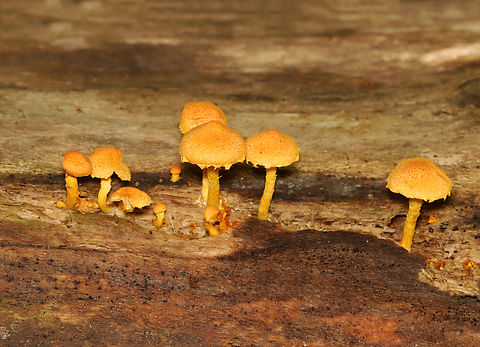 Mushrooms - Pholiota subsulphurea *ID is tentative

Habitat: Growing on decorticated, rotting hardwood (sycamore)
https://www.jungledragon.com/image/145569/mushrooms_-_pholiota_granulosa_or_flammulaster_erinaceella.html Fall,Flammulaster,Geotagged,Pholiota subsulphurea,United States,fungus,mushroom,mushrooms,pholiota