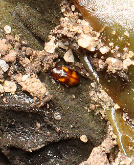 Pleasing Fungus Beetle - Toramus pulchellus I found it on the bottom of a rotting tomato that had been left in the dirt.

Habitat: Rural backyard garden Fall,Geotagged,Toramus,Toramus pulchellus,United States,beetle,pleasing fungus beetle