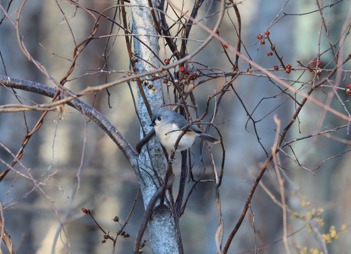 Tufted Titmouse - Baeolophus bicolor Braving the freezing cold weather.<br />
<br />
Habitat: Rural yard Baeolophus,Baeolophus bicolor,Geotagged,Tufted Titmouse,United States,Winter,bird,titmouse
