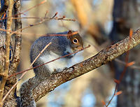 Gray Squirrel - Sciurus carolinensis Hunkering down waiting for the morning sun.<br />
<br />
Habitat: Rural yard<br />
https://www.jungledragon.com/image/145737/gray_squirrel_-_sciurus_carolinensis.html Eastern gray squirrel,Geotagged,Sciurus carolinensis,United States,Winter,sciurus,squirrel