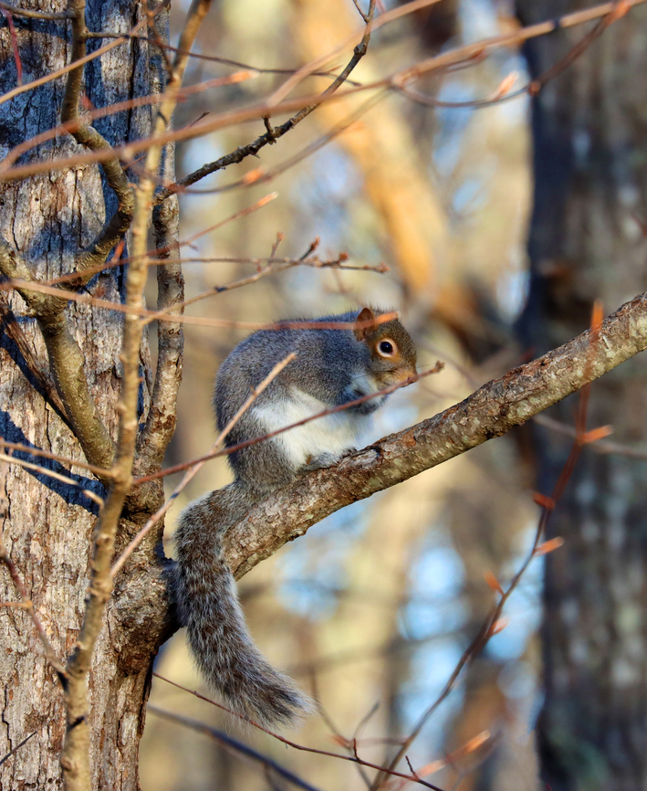 Gray Squirrel - Sciurus carolinensis Hunkering down waiting for the morning sun.<br />
<br />
Habitat: Rural yard<br />
<figure class="photo"><a href="https://www.jungledragon.com/image/145736/gray_squirrel_-_sciurus_carolinensis.html" title="Gray Squirrel - Sciurus carolinensis"><img src="https://s3.amazonaws.com/media.jungledragon.com/images/3232/145736_thumb.jpg?AWSAccessKeyId=05GMT0V3GWVNE7GGM1R2&Expires=1759968010&Signature=F08Kj91fCu0xCcZOHBdn2UuojDQ%3D" width="200" height="154" alt="Gray Squirrel - Sciurus carolinensis Hunkering down waiting for the morning sun.<br />
<br />
Habitat: Rural yard<br />
https://www.jungledragon.com/image/145737/gray_squirrel_-_sciurus_carolinensis.html Eastern gray squirrel,Geotagged,Sciurus carolinensis,United States,Winter,sciurus,squirrel" /></a></figure> Eastern gray squirrel,Geotagged,Sciurus carolinensis,United States,Winter