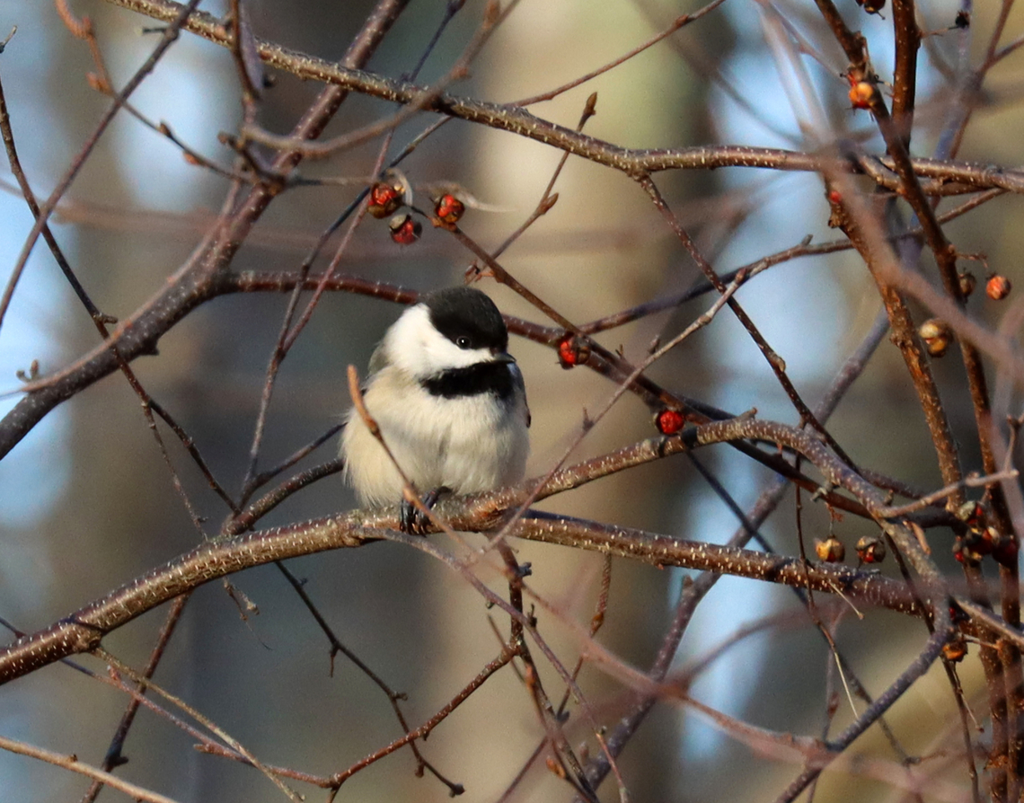 Black-capped chickadee - Poecile atricapillus Habitat: Rural yard Black-capped chickadee,Geotagged,Poecile,Poecile atricapillus,United States,Winter,chickadee