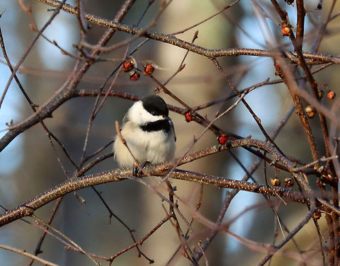 Black-capped chickadee - Poecile atricapillus Habitat: Rural yard Black-capped chickadee,Geotagged,Poecile,Poecile atricapillus,United States,Winter,chickadee