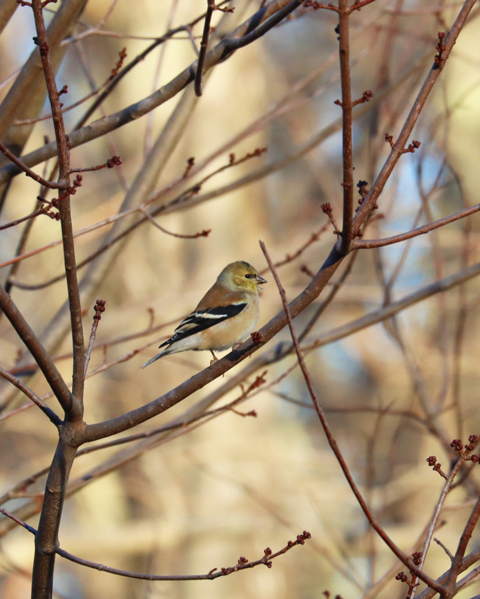 American Goldfinch - Spinus tristis Habitat: Rural yard American goldfinch,Geotagged,Spinus,Spinus tristis,United States,Winter,goldfinch