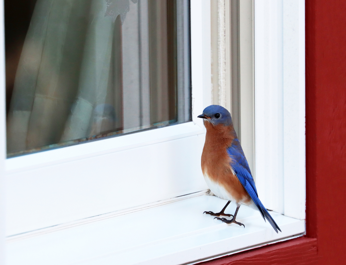Eastern Bluebird - Sialia sialis For the past 2 years, this same bird has been hanging out at my mom's window. It comes everyday and spends hours pecking at, flapping its wings at, and chirping at the window. Occasionally, it disappears for a few weeks, but it always returns. <br />
<br />
See previous post about this bird:<br />
<figure class="photo"><a href="https://www.jungledragon.com/image/124912/eastern_bluebird_-_sialia_sialis.html" title="Eastern Bluebird - Sialia sialis"><img src="https://s3.amazonaws.com/media.jungledragon.com/images/3232/124912_thumb.jpg?AWSAccessKeyId=05GMT0V3GWVNE7GGM1R2&Expires=1759968010&Signature=5BfvnNVhN5DlfxwOwlsHO5wg%2BxM%3D" width="200" height="156" alt="Eastern Bluebird - Sialia sialis This bluebird lived in my Mom's yard this past summer. But, unlike "normal" birds, it spent most of its time sitting on the outside of her windows trying to get inside. It will just sit and look in the window, flutter up into the air, and then sit back down. All the while, it makes little sounds. Then, it moves on to another window. Or, it perches on the hummingbird feeder, which is mounted on a window. Then, it will move to the door knob. It does this for HOURS everyday. Everyday! <br />
<br />
It seemed that he had left in early autumn. But, now he's back. I spent the past couple days watching him and wondering what he is thinking/trying to do. He will literally sit on the window all day, staring inside. Every now and then, he flies off to the woods to eat some bittersweet berries, but then returns. My Mom contacted Audubon, but they have not responded with any suggestions or help.<br />
<br />
Habitat: Rural backyard<br />
<br />
https://vimeo.com/650610663<br />
<br />
https://www.jungledragon.com/image/124912/eastern_bluebird_-_sialia_sialis.html<br />
https://www.jungledragon.com/image/124914/eastern_bluebird_-_sialia_sialis.html<br />
https://www.jungledragon.com/image/124913/eastern_bluebird_-_sialia_sialis.html Eastern Bluebird,Fall,Geotagged,Sialia,Sialia sialis,United States,bluebird,talking to birds" /></a></figure><br />
<section class="video"><iframe width="448" height="252" src="https://player.vimeo.com/video/650610663?title=0&byline=0&portrait=0" frameborder="0"></iframe></section> Eastern Bluebird,Geotagged,Sialia sialis,United States,Winter,bluebird,sialia
