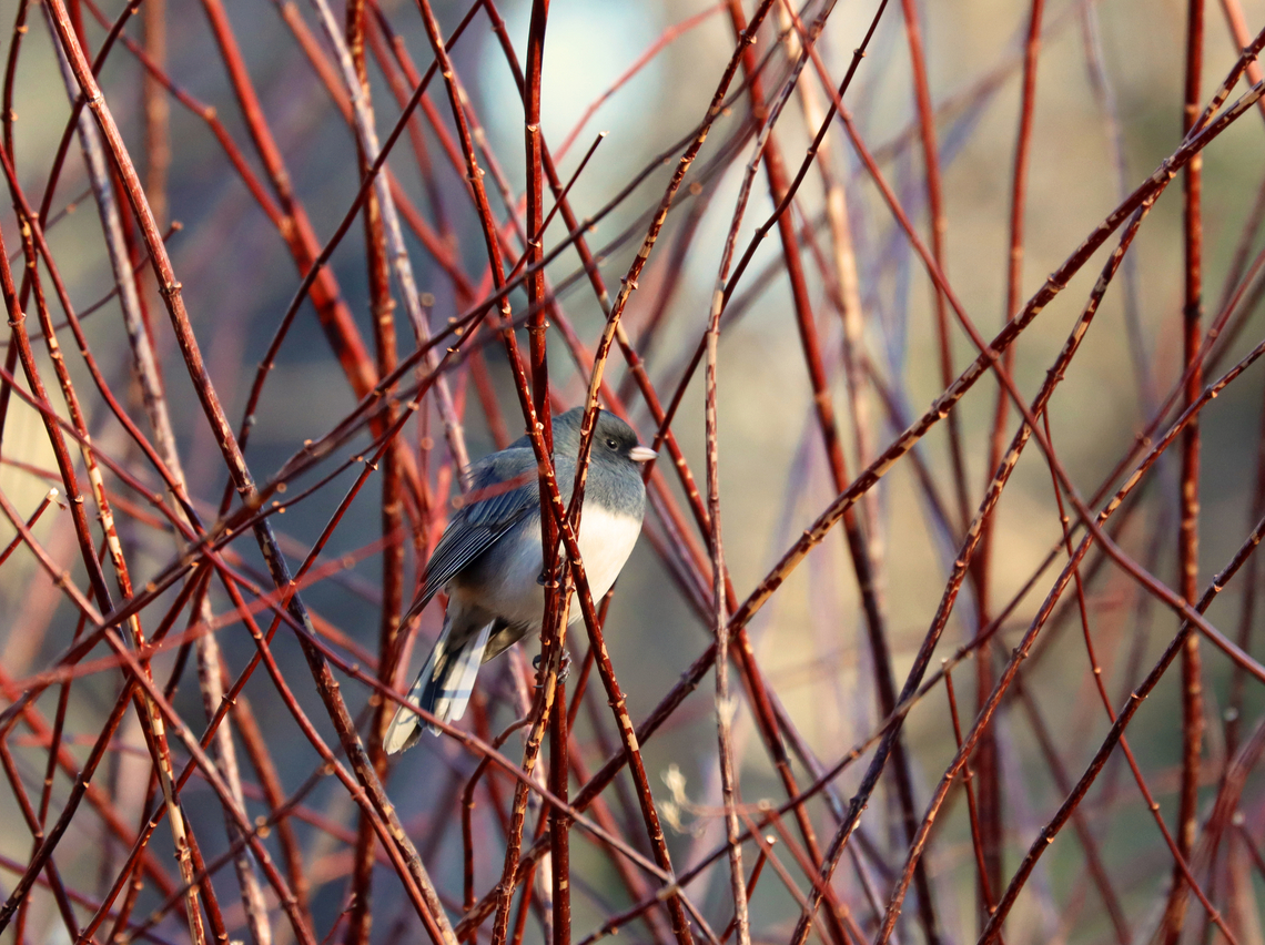 Dark-eyed Junco - Junco hyemalis Habitat: Rural yard Dark-eyed junco,Geotagged,Junco hyemalis,United States,Winter,junco