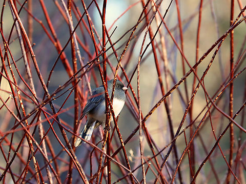 Dark-eyed Junco - Junco hyemalis Habitat: Rural yard Dark-eyed junco,Geotagged,Junco hyemalis,United States,Winter,junco