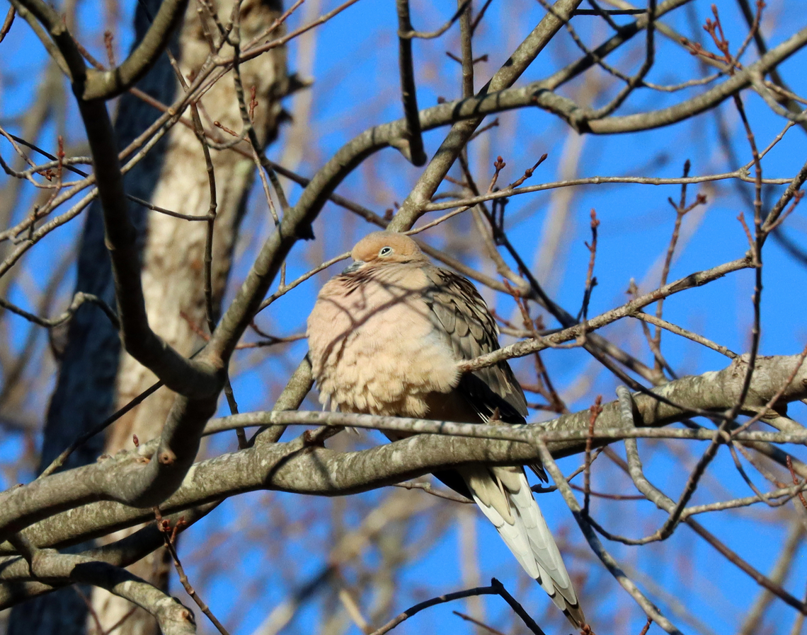 Mourning Dove - Zenaida macroura This bird is a kindred spirit. You can tell from the picture that it understands the struggle of getting out of bed on a cold winter morning.<br />
<br />
Habitat: Rural yard Geotagged,Mourning Dove,United States,Winter,Zenaida,Zenaida macroura,dove