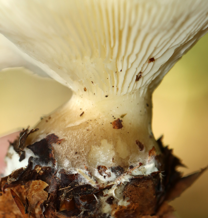Club-Foot - Ampulloclitocybe clavipes I&#039;m not totally sure about this ID, but the extremely bulbous stipe makes me think it&#039;s likely correct. <br />
<br />
Habitat: Mostly deciduous forest<br />
<figure class="photo"><a href="https://www.jungledragon.com/image/145781/club-foot_-_ampulloclitocybe_clavipes.html" title="Club-Foot - Ampulloclitocybe clavipes"><img src="https://s3.amazonaws.com/media.jungledragon.com/images/3232/145781_thumb.jpg?AWSAccessKeyId=05GMT0V3GWVNE7GGM1R2&Expires=1767225610&Signature=bXjnGBc4puvoj%2B31hbVCI0kRkx4%3D" width="146" height="152" alt="Club-Foot - Ampulloclitocybe clavipes I&#039;m not totally sure about this ID, but the extremely bulbous stipe makes me think it&#039;s likely correct. <br />
<br />
Habitat: Mostly deciduous forest<br />
https://www.jungledragon.com/image/145781/club-foot_-_ampulloclitocybe_clavipes.html<br />
https://www.jungledragon.com/image/145785/club-foot_-_ampulloclitocybe_clavipes.html<br />
https://www.jungledragon.com/image/145784/club-foot_-_ampulloclitocybe_clavipes.html Ampulloclitocybe clavipes,Club-foot Clitocybe,Fall,Geotagged,United States,fungus,mushroom" /></a></figure><br />
<figure class="photo"><a href="https://www.jungledragon.com/image/145785/club-foot_-_ampulloclitocybe_clavipes.html" title="Club-Foot - Ampulloclitocybe clavipes"><img src="https://s3.amazonaws.com/media.jungledragon.com/images/3232/145785_thumb.jpg?AWSAccessKeyId=05GMT0V3GWVNE7GGM1R2&Expires=1767225610&Signature=o5M92Zi8WBbYLVrG8ALdcTHmHKk%3D" width="200" height="140" alt="Club-Foot - Ampulloclitocybe clavipes I&#039;m not totally sure about this ID, but the extremely bulbous stipe makes me think it&#039;s likely correct.<br />
<br />
Habitat: Mostly deciduous forest<br />
https://www.jungledragon.com/image/145781/club-foot_-_ampulloclitocybe_clavipes.html<br />
https://www.jungledragon.com/image/145785/club-foot_-_ampulloclitocybe_clavipes.html<br />
https://www.jungledragon.com/image/145784/club-foot_-_ampulloclitocybe_clavipes.html Ampulloclitocybe,Ampulloclitocybe clavipes,Club-foot Clitocybe,Fall,Geotagged,United States,fungus,mushroom" /></a></figure><br />
<figure class="photo"><a href="https://www.jungledragon.com/image/145784/club-foot_-_ampulloclitocybe_clavipes.html" title="Club-Foot - Ampulloclitocybe clavipes"><img src="https://s3.amazonaws.com/media.jungledragon.com/images/3232/145784_thumb.jpg?AWSAccessKeyId=05GMT0V3GWVNE7GGM1R2&Expires=1767225610&Signature=9r50weLmi4dFspqpXDGKx%2BYA2AM%3D" width="126" height="152" alt="Club-Foot - Ampulloclitocybe clavipes I&#039;m not totally sure about this ID, but the extremely bulbous stipe makes me think it&#039;s likely correct.<br />
<br />
Habitat: Mostly deciduous forest<br />
https://www.jungledragon.com/image/145781/club-foot_-_ampulloclitocybe_clavipes.html<br />
https://www.jungledragon.com/image/145785/club-foot_-_ampulloclitocybe_clavipes.html<br />
https://www.jungledragon.com/image/145784/club-foot_-_ampulloclitocybe_clavipes.html Ampulloclitocybe clavipes,Club-foot Clitocybe,Fall,Geotagged,United States" /></a></figure> Ampulloclitocybe clavipes,Club-foot Clitocybe,Fall,Geotagged,United States,fungus,mushroom
