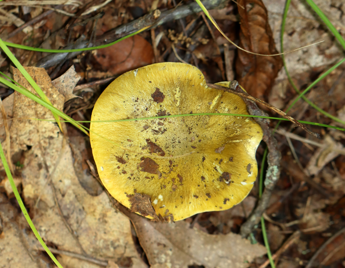 Mushroom - Tricholoma subsejunctum The taxonomy for Tricholoma sejunctum-like/section Tricholoma mushrooms in the US is really confusing. I&#039;m leaving the ID as Tricholoma subsejunctum for now.<br />
<br />
Habitat: Growing on the ground under oak; deciduous forest<br />
<figure class="photo"><a href="https://www.jungledragon.com/image/145786/mushroom_-_tricholoma_subsejunctum.html" title="Mushroom - Tricholoma subsejunctum"><img src="https://s3.amazonaws.com/media.jungledragon.com/images/3232/145786_thumb.jpg?AWSAccessKeyId=05GMT0V3GWVNE7GGM1R2&Expires=1767225610&Signature=U0yOK%2Bxg%2B1iTxqx3SnMVKTN3oyU%3D" width="200" height="142" alt="Mushroom - Tricholoma subsejunctum The taxonomy for Tricholoma sejunctum-like/section Tricholoma mushrooms in the US is really confusing. I&#039;m leaving the ID as Tricholoma subsejunctum for now.<br />
<br />
Habitat: Growing on the ground under oak; deciduous forest<br />
https://www.jungledragon.com/image/145786/mushroom_-_tricholoma_subsejunctum.html<br />
https://www.jungledragon.com/image/145783/mushroom_-_tricholoma_subsejunctum.html<br />
https://www.jungledragon.com/image/145782/mushroom_-_tricholoma_subsejunctum.html Fall,Geotagged,Tricholoma subsejunctum,United States" /></a></figure><br />
<figure class="photo"><a href="https://www.jungledragon.com/image/145783/mushroom_-_tricholoma_subsejunctum.html" title="Mushroom - Tricholoma subsejunctum"><img src="https://s3.amazonaws.com/media.jungledragon.com/images/3232/145783_thumb.jpg?AWSAccessKeyId=05GMT0V3GWVNE7GGM1R2&Expires=1767225610&Signature=VcE1Ij3U9qycCFBsX58uxsIirwk%3D" width="200" height="158" alt="Mushroom - Tricholoma subsejunctum The taxonomy for Tricholoma sejunctum-like/section Tricholoma mushrooms in the US is really confusing. I&#039;m leaving the ID as Tricholoma subsejunctum for now.<br />
<br />
Habitat: Growing on the ground under oak; deciduous forest<br />
https://www.jungledragon.com/image/145786/mushroom_-_tricholoma_subsejunctum.html<br />
https://www.jungledragon.com/image/145783/mushroom_-_tricholoma_subsejunctum.html<br />
https://www.jungledragon.com/image/145782/mushroom_-_tricholoma_subsejunctum.html Fall,Geotagged,Tricholoma sejunctum,Tricholoma subsejunctum,United States" /></a></figure><br />
<figure class="photo"><a href="https://www.jungledragon.com/image/145782/mushroom_-_tricholoma_subsejunctum.html" title="Mushroom - Tricholoma subsejunctum"><img src="https://s3.amazonaws.com/media.jungledragon.com/images/3232/145782_thumb.jpg?AWSAccessKeyId=05GMT0V3GWVNE7GGM1R2&Expires=1767225610&Signature=JSGndPJFGwy31MbI8Ka34jnR7dg%3D" width="200" height="156" alt="Mushroom - Tricholoma subsejunctum The taxonomy for Tricholoma sejunctum-like/section Tricholoma mushrooms in the US is really confusing. I&#039;m leaving the ID as Tricholoma subsejunctum for now.<br />
<br />
Habitat: Growing on the ground under oak; deciduous forest<br />
https://www.jungledragon.com/image/145786/mushroom_-_tricholoma_subsejunctum.html<br />
https://www.jungledragon.com/image/145783/mushroom_-_tricholoma_subsejunctum.html<br />
https://www.jungledragon.com/image/145782/mushroom_-_tricholoma_subsejunctum.html Fall,Geotagged,Tricholoma,Tricholoma sejunctum,Tricholoma subsejunctum,United States,mushroom" /></a></figure> Fall,Geotagged,Tricholoma,Tricholoma sejunctum,Tricholoma subsejunctum,United States,mushroom