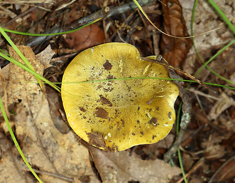 Mushroom - Tricholoma subsejunctum The taxonomy for Tricholoma sejunctum-like/section Tricholoma mushrooms in the US is really confusing. I'm leaving the ID as Tricholoma subsejunctum for now.

Habitat: Growing on the ground under oak; deciduous forest
https://www.jungledragon.com/image/145786/mushroom_-_tricholoma_subsejunctum.html
https://www.jungledragon.com/image/145783/mushroom_-_tricholoma_subsejunctum.html
https://www.jungledragon.com/image/145782/mushroom_-_tricholoma_subsejunctum.html Fall,Geotagged,Tricholoma,Tricholoma sejunctum,Tricholoma subsejunctum,United States,mushroom