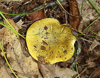 Mushroom - Tricholoma subsejunctum The taxonomy for Tricholoma sejunctum-like/section Tricholoma mushrooms in the US is really confusing. I'm leaving the ID as Tricholoma subsejunctum for now.<br />
<br />
Habitat: Growing on the ground under oak; deciduous forest<br />
https://www.jungledragon.com/image/145786/mushroom_-_tricholoma_subsejunctum.html<br />
https://www.jungledragon.com/image/145783/mushroom_-_tricholoma_subsejunctum.html<br />
https://www.jungledragon.com/image/145782/mushroom_-_tricholoma_subsejunctum.html Fall,Geotagged,Tricholoma,Tricholoma sejunctum,Tricholoma subsejunctum,United States,mushroom