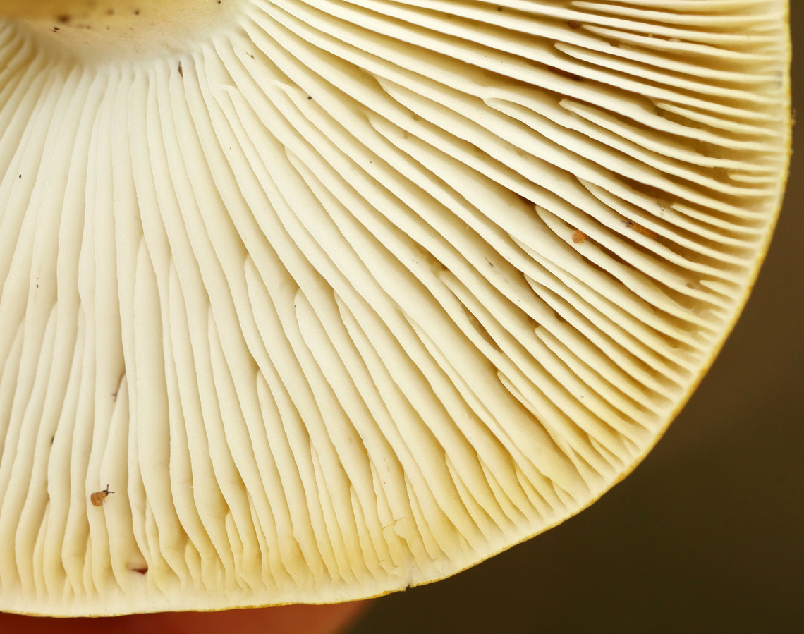 Mushroom - Tricholoma subsejunctum The taxonomy for Tricholoma sejunctum-like/section Tricholoma mushrooms in the US is really confusing. I&#039;m leaving the ID as Tricholoma subsejunctum for now.<br />
<br />
Habitat: Growing on the ground under oak; deciduous forest<br />
<figure class="photo"><a href="https://www.jungledragon.com/image/145786/mushroom_-_tricholoma_subsejunctum.html" title="Mushroom - Tricholoma subsejunctum"><img src="https://s3.amazonaws.com/media.jungledragon.com/images/3232/145786_thumb.jpg?AWSAccessKeyId=05GMT0V3GWVNE7GGM1R2&Expires=1759968010&Signature=9c4sQv7rIl46hG%2BLPVRXx0VIfgY%3D" width="200" height="142" alt="Mushroom - Tricholoma subsejunctum The taxonomy for Tricholoma sejunctum-like/section Tricholoma mushrooms in the US is really confusing. I&#039;m leaving the ID as Tricholoma subsejunctum for now.<br />
<br />
Habitat: Growing on the ground under oak; deciduous forest<br />
https://www.jungledragon.com/image/145786/mushroom_-_tricholoma_subsejunctum.html<br />
https://www.jungledragon.com/image/145783/mushroom_-_tricholoma_subsejunctum.html<br />
https://www.jungledragon.com/image/145782/mushroom_-_tricholoma_subsejunctum.html Fall,Geotagged,Tricholoma subsejunctum,United States" /></a></figure><br />
<figure class="photo"><a href="https://www.jungledragon.com/image/145783/mushroom_-_tricholoma_subsejunctum.html" title="Mushroom - Tricholoma subsejunctum"><img src="https://s3.amazonaws.com/media.jungledragon.com/images/3232/145783_thumb.jpg?AWSAccessKeyId=05GMT0V3GWVNE7GGM1R2&Expires=1759968010&Signature=e%2B0BYN3f0DIcUU1DOGrhfjZDbNY%3D" width="200" height="158" alt="Mushroom - Tricholoma subsejunctum The taxonomy for Tricholoma sejunctum-like/section Tricholoma mushrooms in the US is really confusing. I&#039;m leaving the ID as Tricholoma subsejunctum for now.<br />
<br />
Habitat: Growing on the ground under oak; deciduous forest<br />
https://www.jungledragon.com/image/145786/mushroom_-_tricholoma_subsejunctum.html<br />
https://www.jungledragon.com/image/145783/mushroom_-_tricholoma_subsejunctum.html<br />
https://www.jungledragon.com/image/145782/mushroom_-_tricholoma_subsejunctum.html Fall,Geotagged,Tricholoma sejunctum,Tricholoma subsejunctum,United States" /></a></figure><br />
<figure class="photo"><a href="https://www.jungledragon.com/image/145782/mushroom_-_tricholoma_subsejunctum.html" title="Mushroom - Tricholoma subsejunctum"><img src="https://s3.amazonaws.com/media.jungledragon.com/images/3232/145782_thumb.jpg?AWSAccessKeyId=05GMT0V3GWVNE7GGM1R2&Expires=1759968010&Signature=XybOvS59QejsHlw0ruQdftGDLbg%3D" width="200" height="156" alt="Mushroom - Tricholoma subsejunctum The taxonomy for Tricholoma sejunctum-like/section Tricholoma mushrooms in the US is really confusing. I&#039;m leaving the ID as Tricholoma subsejunctum for now.<br />
<br />
Habitat: Growing on the ground under oak; deciduous forest<br />
https://www.jungledragon.com/image/145786/mushroom_-_tricholoma_subsejunctum.html<br />
https://www.jungledragon.com/image/145783/mushroom_-_tricholoma_subsejunctum.html<br />
https://www.jungledragon.com/image/145782/mushroom_-_tricholoma_subsejunctum.html Fall,Geotagged,Tricholoma,Tricholoma sejunctum,Tricholoma subsejunctum,United States,mushroom" /></a></figure> Fall,Geotagged,Tricholoma sejunctum,Tricholoma subsejunctum,United States