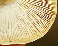 Mushroom - Tricholoma subsejunctum The taxonomy for Tricholoma sejunctum-like/section Tricholoma mushrooms in the US is really confusing. I'm leaving the ID as Tricholoma subsejunctum for now.<br />
<br />
Habitat: Growing on the ground under oak; deciduous forest<br />
https://www.jungledragon.com/image/145786/mushroom_-_tricholoma_subsejunctum.html<br />
https://www.jungledragon.com/image/145783/mushroom_-_tricholoma_subsejunctum.html<br />
https://www.jungledragon.com/image/145782/mushroom_-_tricholoma_subsejunctum.html Fall,Geotagged,Tricholoma sejunctum,Tricholoma subsejunctum,United States