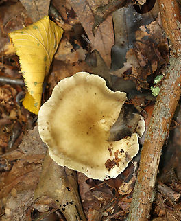 Club-Foot - Ampulloclitocybe clavipes I'm not totally sure about this ID, but the extremely bulbous stipe makes me think it's likely correct.

Habitat: Mostly deciduous forest
https://www.jungledragon.com/image/145781/club-foot_-_ampulloclitocybe_clavipes.html
https://www.jungledragon.com/image/145785/club-foot_-_ampulloclitocybe_clavipes.html
https://www.jungledragon.com/image/145784/club-foot_-_ampulloclitocybe_clavipes.html Ampulloclitocybe clavipes,Club-foot Clitocybe,Fall,Geotagged,United States