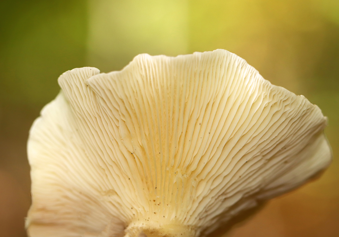 Club-Foot - Ampulloclitocybe clavipes I&#039;m not totally sure about this ID, but the extremely bulbous stipe makes me think it&#039;s likely correct.<br />
<br />
Habitat: Mostly deciduous forest<br />
<figure class="photo"><a href="https://www.jungledragon.com/image/145781/club-foot_-_ampulloclitocybe_clavipes.html" title="Club-Foot - Ampulloclitocybe clavipes"><img src="https://s3.amazonaws.com/media.jungledragon.com/images/3232/145781_thumb.jpg?AWSAccessKeyId=05GMT0V3GWVNE7GGM1R2&Expires=1767225610&Signature=bXjnGBc4puvoj%2B31hbVCI0kRkx4%3D" width="146" height="152" alt="Club-Foot - Ampulloclitocybe clavipes I&#039;m not totally sure about this ID, but the extremely bulbous stipe makes me think it&#039;s likely correct. <br />
<br />
Habitat: Mostly deciduous forest<br />
https://www.jungledragon.com/image/145781/club-foot_-_ampulloclitocybe_clavipes.html<br />
https://www.jungledragon.com/image/145785/club-foot_-_ampulloclitocybe_clavipes.html<br />
https://www.jungledragon.com/image/145784/club-foot_-_ampulloclitocybe_clavipes.html Ampulloclitocybe clavipes,Club-foot Clitocybe,Fall,Geotagged,United States,fungus,mushroom" /></a></figure><br />
<figure class="photo"><a href="https://www.jungledragon.com/image/145785/club-foot_-_ampulloclitocybe_clavipes.html" title="Club-Foot - Ampulloclitocybe clavipes"><img src="https://s3.amazonaws.com/media.jungledragon.com/images/3232/145785_thumb.jpg?AWSAccessKeyId=05GMT0V3GWVNE7GGM1R2&Expires=1767225610&Signature=o5M92Zi8WBbYLVrG8ALdcTHmHKk%3D" width="200" height="140" alt="Club-Foot - Ampulloclitocybe clavipes I&#039;m not totally sure about this ID, but the extremely bulbous stipe makes me think it&#039;s likely correct.<br />
<br />
Habitat: Mostly deciduous forest<br />
https://www.jungledragon.com/image/145781/club-foot_-_ampulloclitocybe_clavipes.html<br />
https://www.jungledragon.com/image/145785/club-foot_-_ampulloclitocybe_clavipes.html<br />
https://www.jungledragon.com/image/145784/club-foot_-_ampulloclitocybe_clavipes.html Ampulloclitocybe,Ampulloclitocybe clavipes,Club-foot Clitocybe,Fall,Geotagged,United States,fungus,mushroom" /></a></figure><br />
<figure class="photo"><a href="https://www.jungledragon.com/image/145784/club-foot_-_ampulloclitocybe_clavipes.html" title="Club-Foot - Ampulloclitocybe clavipes"><img src="https://s3.amazonaws.com/media.jungledragon.com/images/3232/145784_thumb.jpg?AWSAccessKeyId=05GMT0V3GWVNE7GGM1R2&Expires=1767225610&Signature=9r50weLmi4dFspqpXDGKx%2BYA2AM%3D" width="126" height="152" alt="Club-Foot - Ampulloclitocybe clavipes I&#039;m not totally sure about this ID, but the extremely bulbous stipe makes me think it&#039;s likely correct.<br />
<br />
Habitat: Mostly deciduous forest<br />
https://www.jungledragon.com/image/145781/club-foot_-_ampulloclitocybe_clavipes.html<br />
https://www.jungledragon.com/image/145785/club-foot_-_ampulloclitocybe_clavipes.html<br />
https://www.jungledragon.com/image/145784/club-foot_-_ampulloclitocybe_clavipes.html Ampulloclitocybe clavipes,Club-foot Clitocybe,Fall,Geotagged,United States" /></a></figure> Ampulloclitocybe,Ampulloclitocybe clavipes,Club-foot Clitocybe,Fall,Geotagged,United States,fungus,mushroom