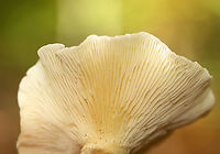 Club-Foot - Ampulloclitocybe clavipes I'm not totally sure about this ID, but the extremely bulbous stipe makes me think it's likely correct.<br />
<br />
Habitat: Mostly deciduous forest<br />
https://www.jungledragon.com/image/145781/club-foot_-_ampulloclitocybe_clavipes.html<br />
https://www.jungledragon.com/image/145785/club-foot_-_ampulloclitocybe_clavipes.html<br />
https://www.jungledragon.com/image/145784/club-foot_-_ampulloclitocybe_clavipes.html Ampulloclitocybe,Ampulloclitocybe clavipes,Club-foot Clitocybe,Fall,Geotagged,United States,fungus,mushroom