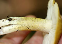 Mushroom - Tricholoma subsejunctum The taxonomy for Tricholoma sejunctum-like/section Tricholoma mushrooms in the US is really confusing. I'm leaving the ID as Tricholoma subsejunctum for now.<br />
<br />
Habitat: Growing on the ground under oak; deciduous forest<br />
https://www.jungledragon.com/image/145786/mushroom_-_tricholoma_subsejunctum.html<br />
https://www.jungledragon.com/image/145783/mushroom_-_tricholoma_subsejunctum.html<br />
https://www.jungledragon.com/image/145782/mushroom_-_tricholoma_subsejunctum.html Fall,Geotagged,Tricholoma subsejunctum,United States