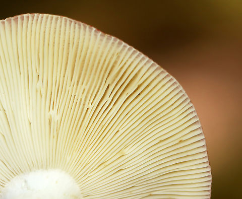 Russula subdepallens I always hesitate to ID Russulas to species-level, but here is the reasoning for this ID:

Cap: Relatively large with shallowly sunken center; bright red with yellowish blotches; a bit wrinkled near margins
Gills: White and fragile, attached, narrow near stem
Stipe: Equal, white, chalky
Odor: None detected
Habitat: Growing alone on humus under oak and other hardwoods; deciduous forest
https://www.jungledragon.com/image/145787/russula_subdepallens.html
https://www.jungledragon.com/image/145789/russula_subdepallens.html
https://www.jungledragon.com/image/145788/russula_subdepallens.html Fall,Geotagged,Russula subdepallens,United States