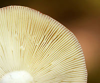 Russula subdepallens I always hesitate to ID Russulas to species-level, but here is the reasoning for this ID:<br />
<br />
Cap: Relatively large with shallowly sunken center; bright red with yellowish blotches; a bit wrinkled near margins<br />
Gills: White and fragile, attached, narrow near stem<br />
Stipe: Equal, white, chalky<br />
Odor: None detected<br />
Habitat: Growing alone on humus under oak and other hardwoods; deciduous forest<br />
https://www.jungledragon.com/image/145787/russula_subdepallens.html<br />
https://www.jungledragon.com/image/145789/russula_subdepallens.html<br />
https://www.jungledragon.com/image/145788/russula_subdepallens.html Fall,Geotagged,Russula subdepallens,United States